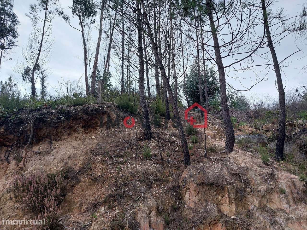 Eucaliptal com cinquenta mil metros quadrados! - Grande imagem: 4/11