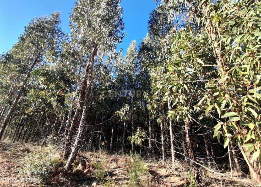 Terreno Agrícola 12Ha em Capinha, Fundão-5