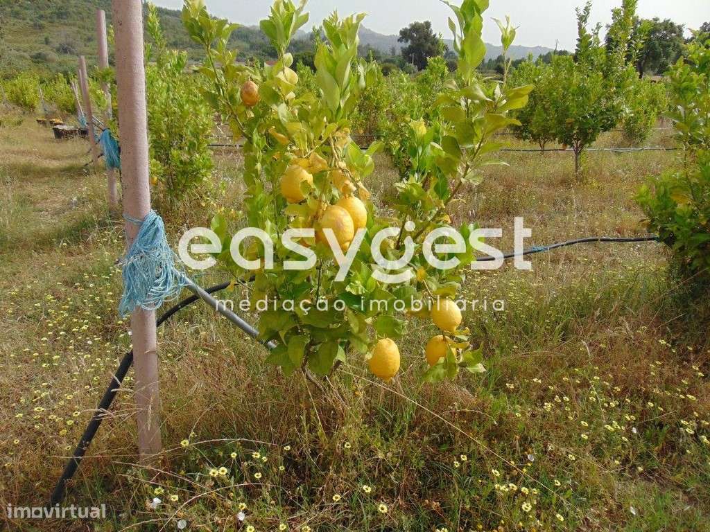 Quinta T0 de 5H situada em São Vicente da Beira, Castelo Branco - Grande imagem: 2/49