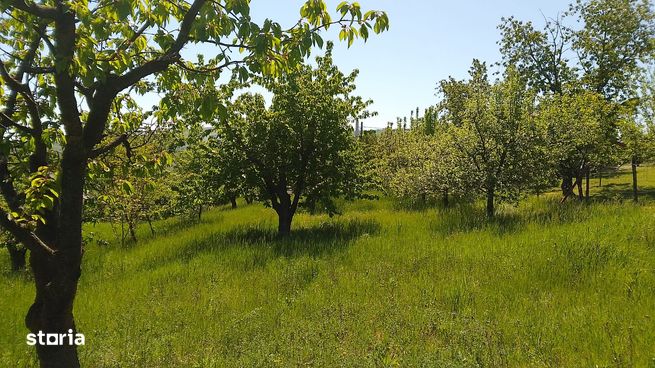 Teren de Vânzare – Chicerea, Tomești – 1.188 mp  Zonă de Case Noi-2