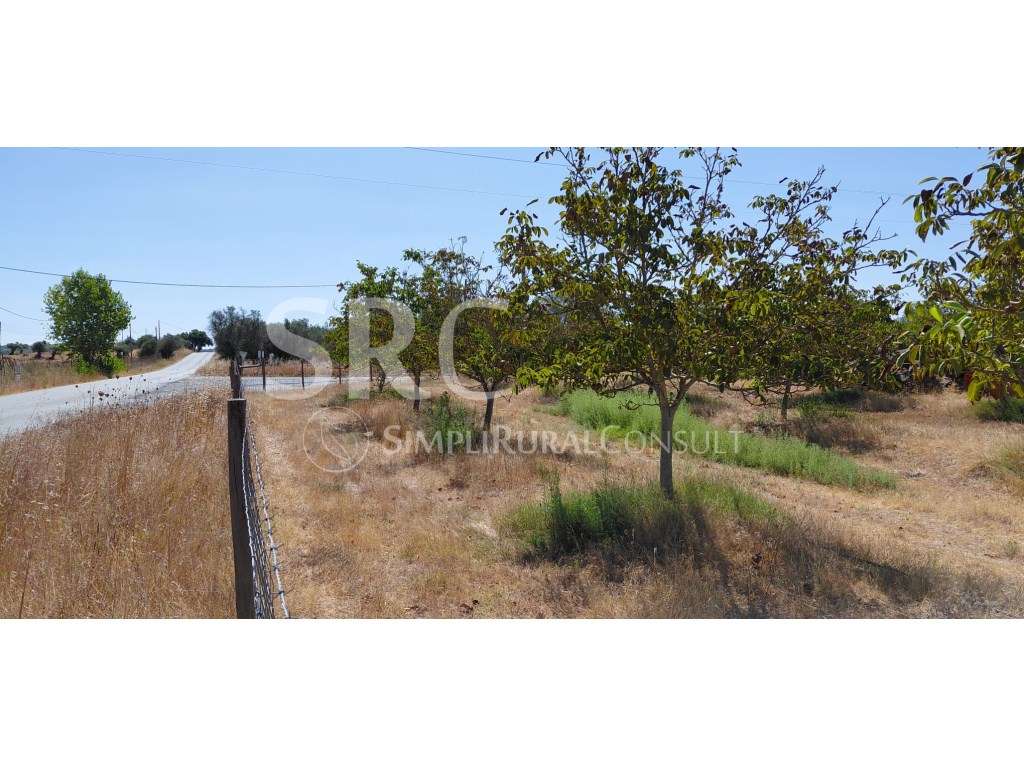 Herdade das nogueiras V.N. Baronia-16