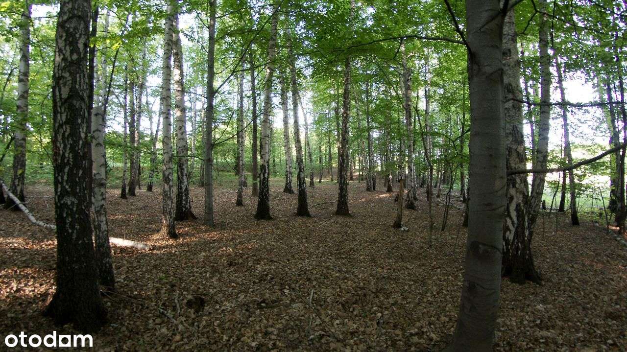 Rybnik - Malownicza działka leśna na sprzedaż-4