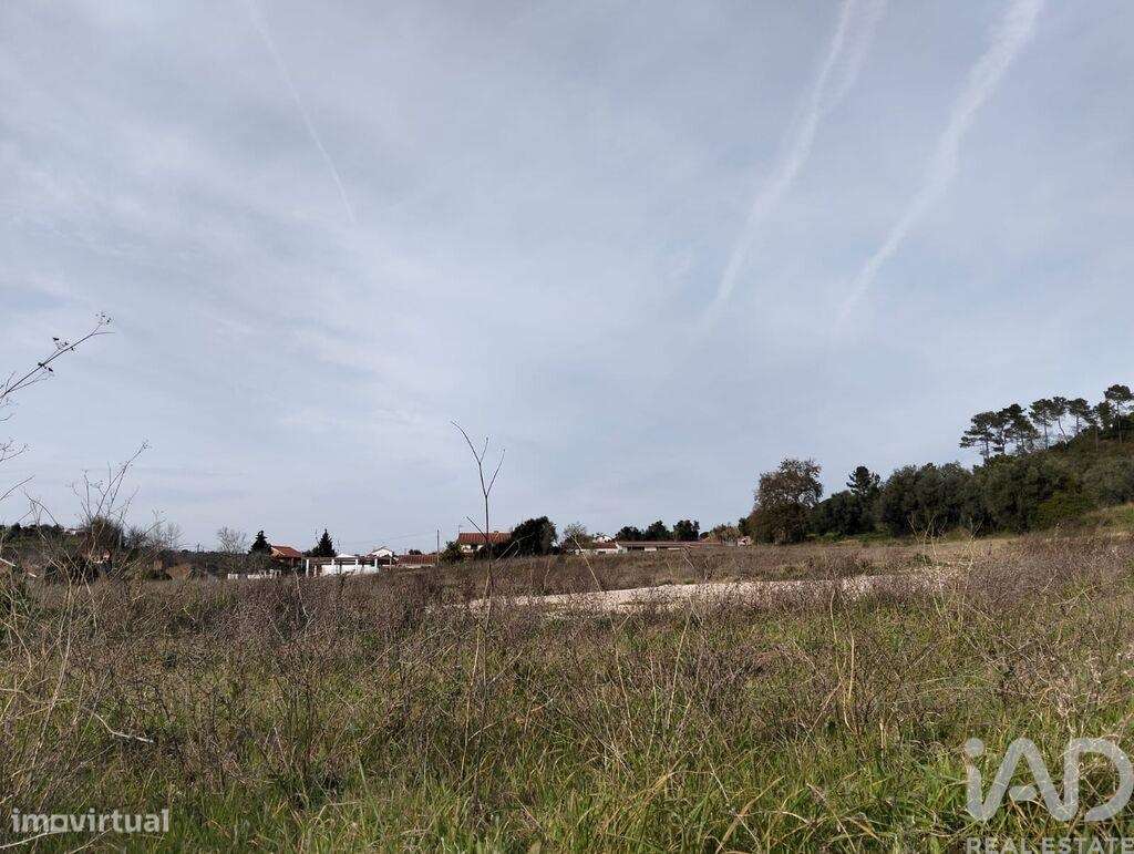 Terreno em Tomar (São João Baptista) e Santa Maria dos Olivais de 1308 - Grande imagem: 3/28