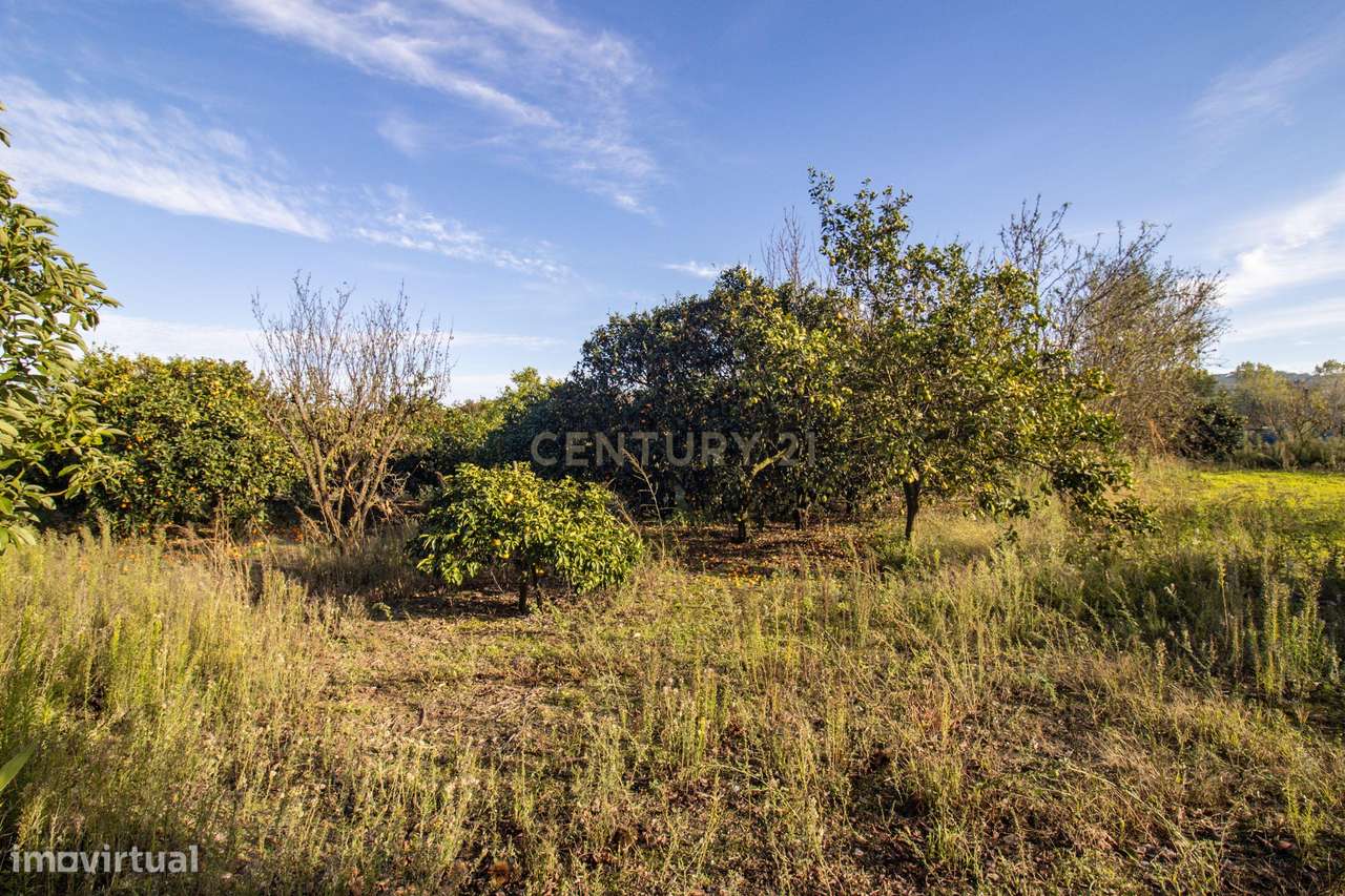 Terreno Rústico em Quinta do Anjo, Palmela - 11.800m2 - Grande imagem: 5/21