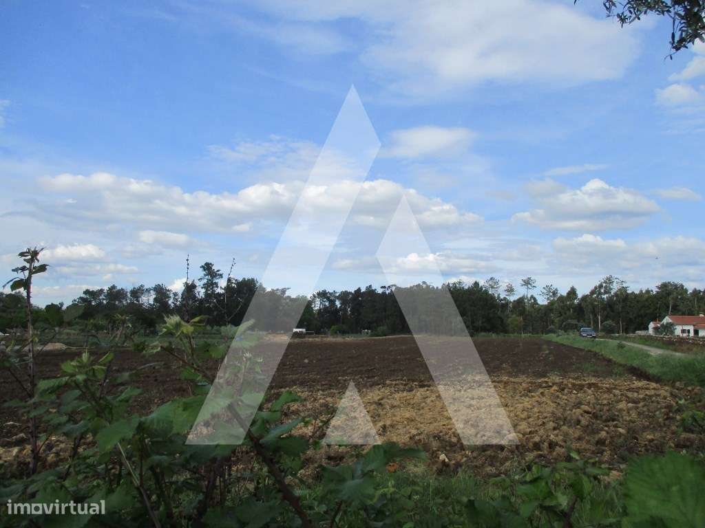 Terreno nos arredores de Oiã - Grande imagem: 3/6