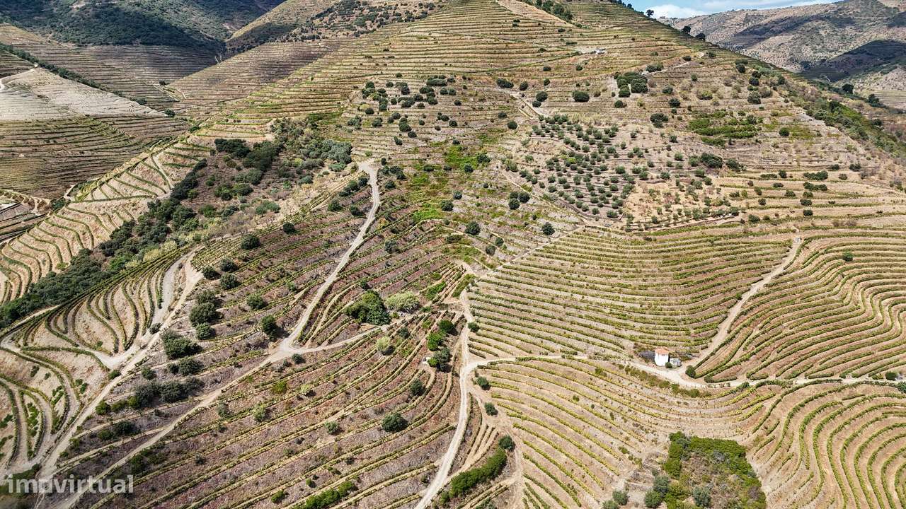 Farm with productive vineyard in the Douro Demarcated Region — São Joã-6