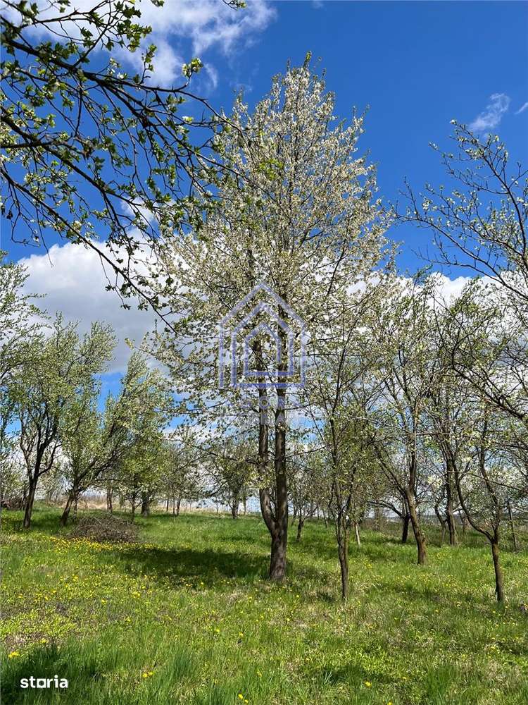 48 ari teren , cu casa batraneasca, Antoceni, Forasti, Suceava-6