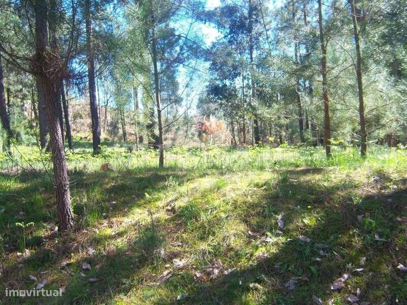 Terreno com ruina / Marco de Canaveses, Sande e São Lourenço - Grande imagem: 4/6