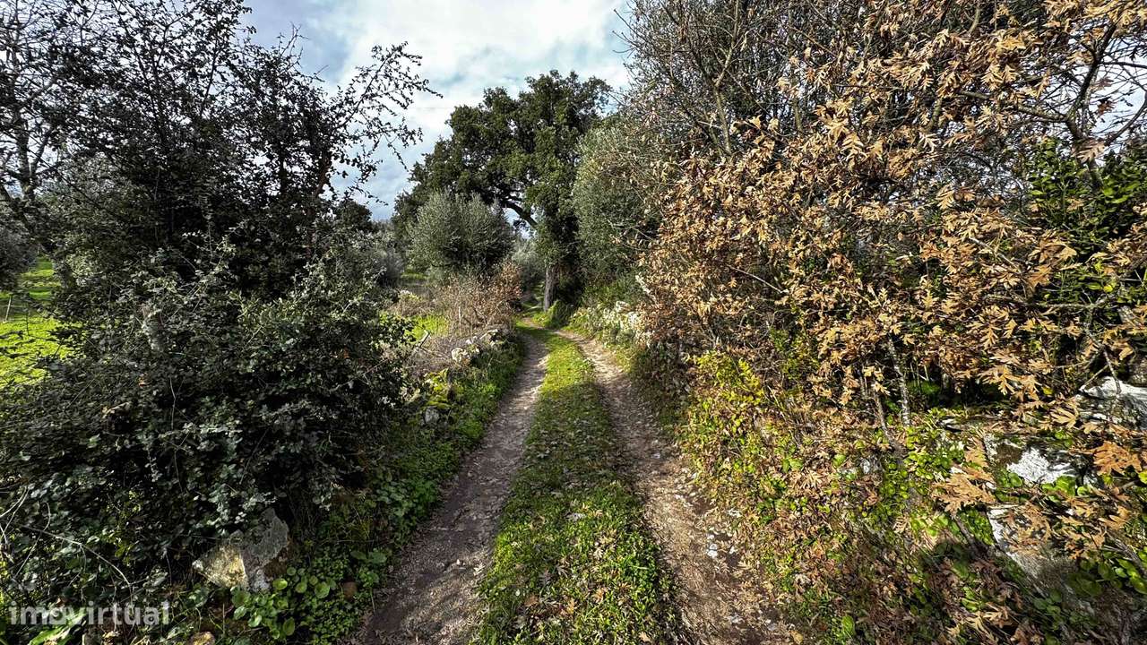 Moradia para Reconstrução com Terreno de 30.125 m² em Nisa - Grande imagem: 4/20