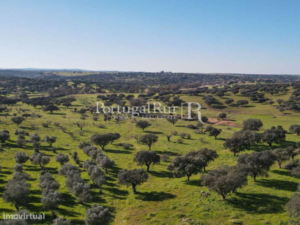 Herdade de 18 hectares perto de Estremoz-31