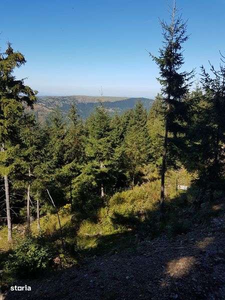 Vand teren Muntele Rece, intravilan/Extravilan , CF , 8euro mp - Imagine principală: 4/8