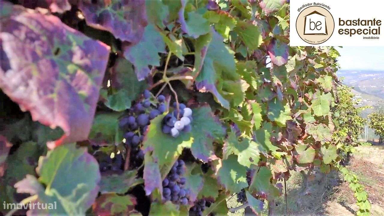 Quinta no Alto Douro Vinhateiro - Lamego com 7 ha (hectares)-17