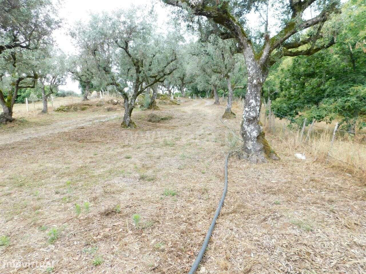 Terreno Rústico / Seia, Santiago - Grande imagem: 4/12