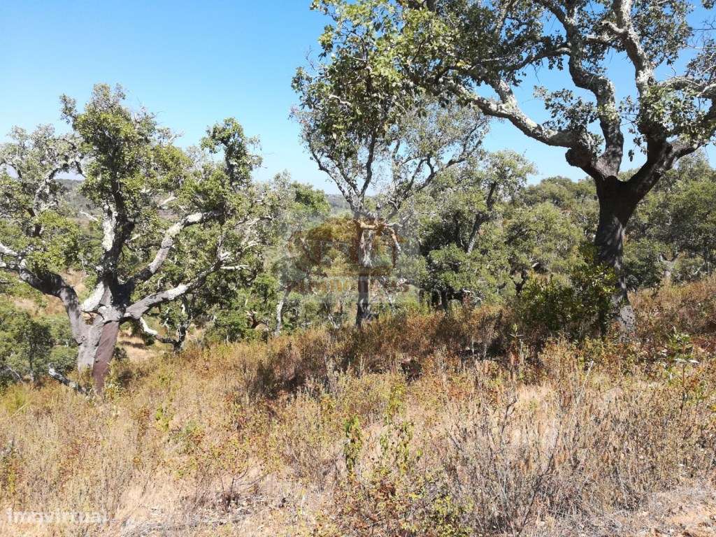 Terreno na serra a 20 minutos da aldeia de Melides - Grande imagem: 4/10