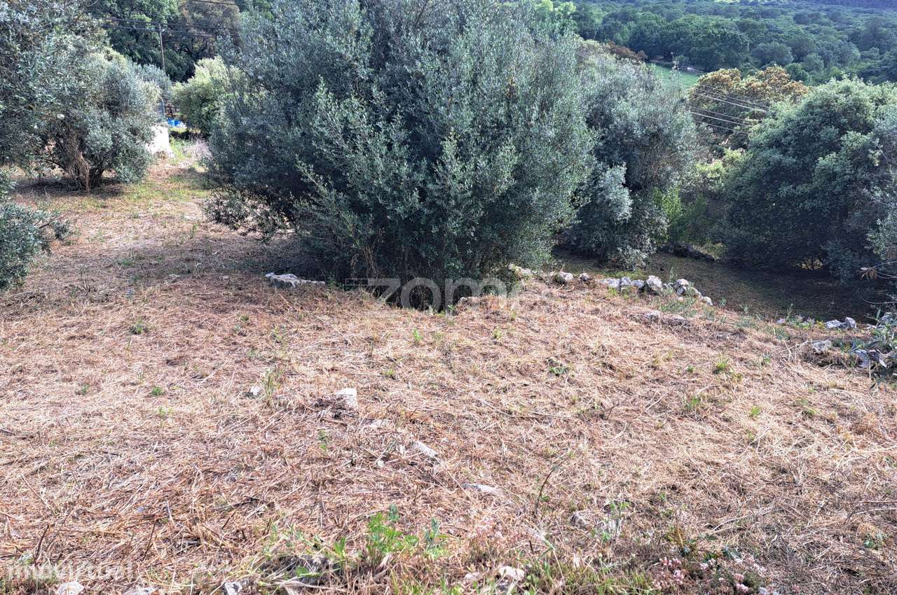 Terreno Urbanizável em Mira de Aire - Grande imagem: 2/30
