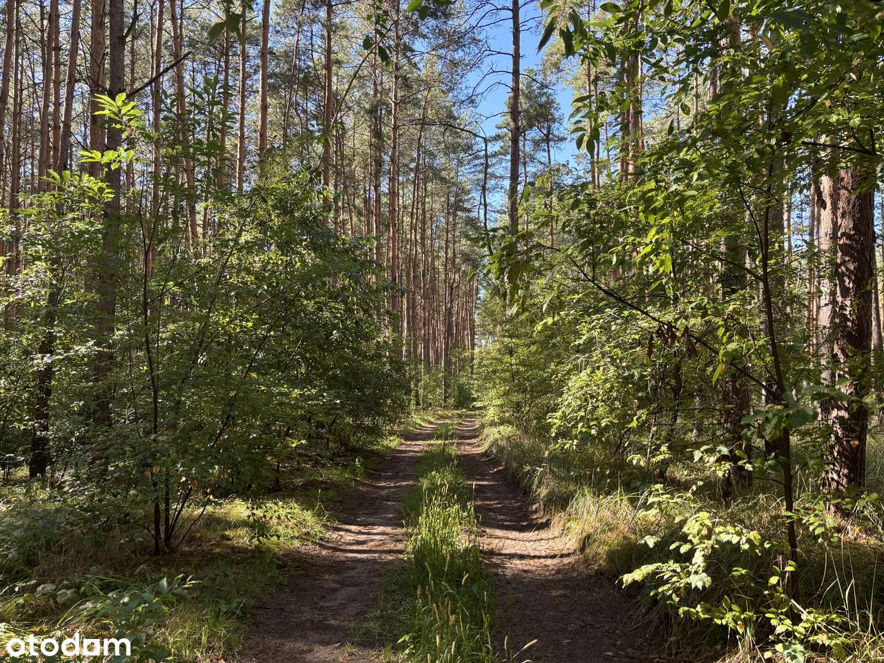 Działka leśna 2,35 ha, Kaszczor, pow. wolsztyński-0