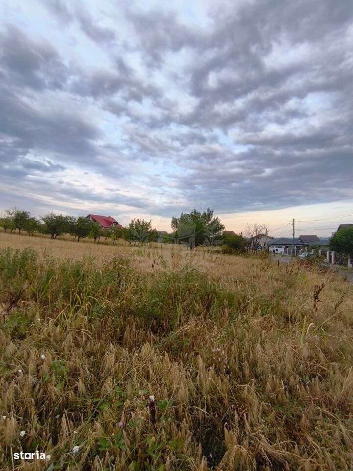 TEREN PAULESTI//10.000 MP - Imagine principală: 3/12