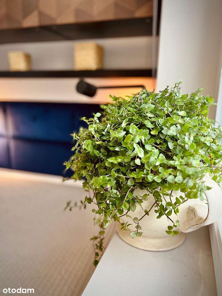 M2 do wprowadzenia, wysoki standard, klimatyzacja, parking, piwnica-9