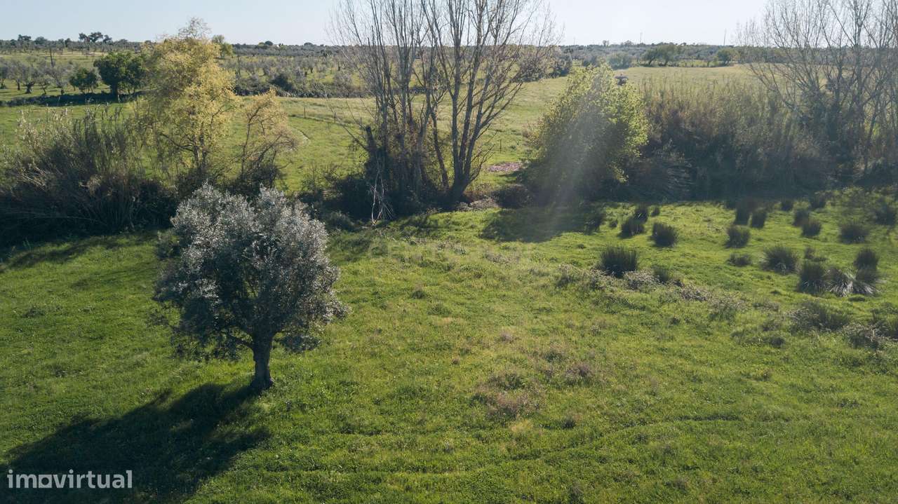 Terreno Mourão - Alentejo-5