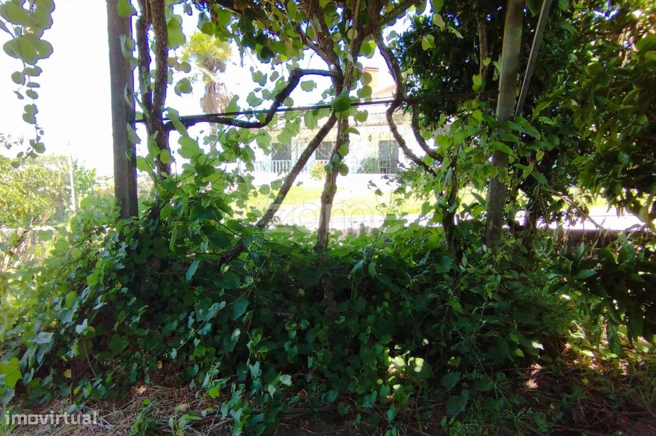 Terreno Almagreira-15