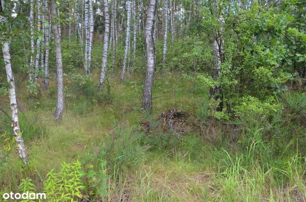 Twój własny kawałek lasu – 1,4 ha natury - Pełny obrazek: 4/7