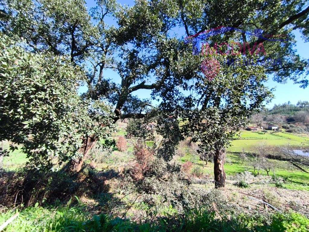 Quinta com mais de um héctar de terreno, em Graça, Pedrogão Grande-24