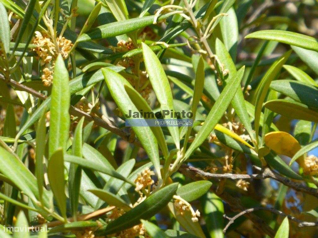 Olival 95.000m2, 980 oliveiras. Portugal, F. C. Rodrigo, Barca DAlva. - Grande imagem: 4/9