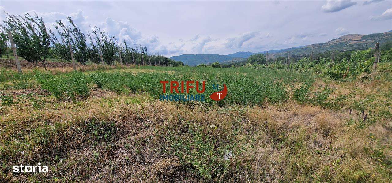 Teren extravilan 600 mp în Șard – perfect pentru proiecte viitoare - Imagine principală: 4/7