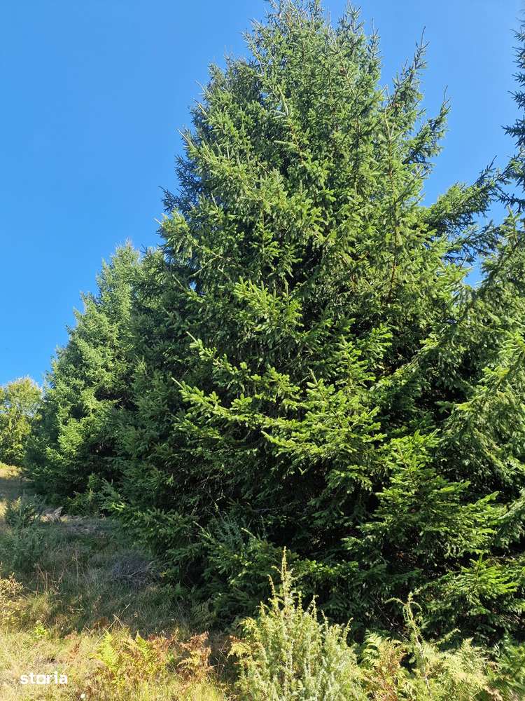 Vindem teren forestier 44165 mp Doabra - Bucovina-7