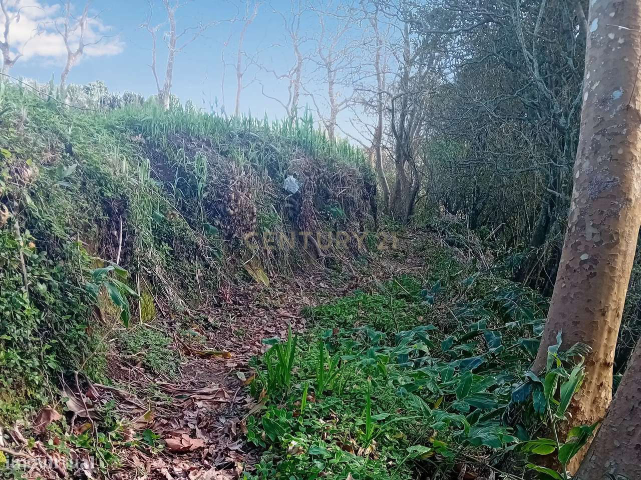 Terreno Rústico de 2860m² nos Fenais da Ajuda – Oportunidade de Invest - Grande imagem: 3/9