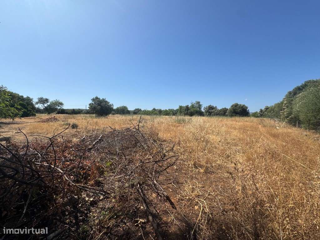 Terreno com 24.080 m², Ruínas e Moradia T2 em Madeira - Moncarapacho-7