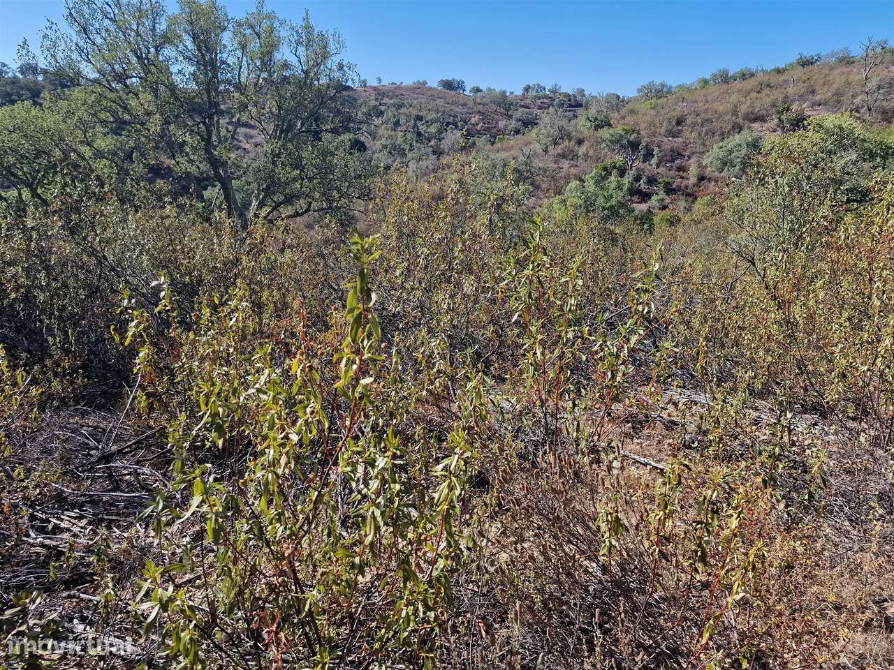 Terreno Rústico  Venda em São Barnabé,Almodôvar - Grande imagem: 5/9