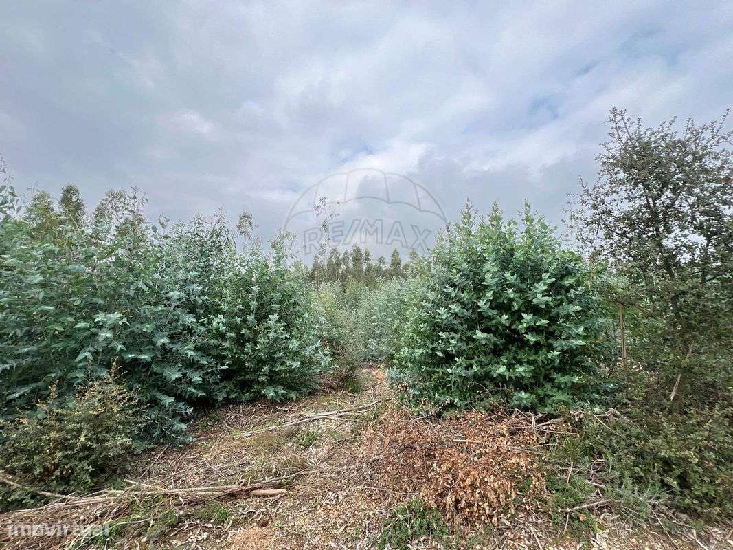 Terreno  para venda - Grande imagem: 4/16