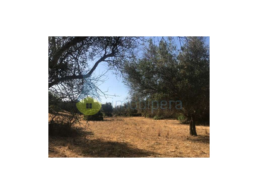 EXCELENTE TERRENO RÚSTICO COM DUAS PARCELAS - Grande imagem: 3/15