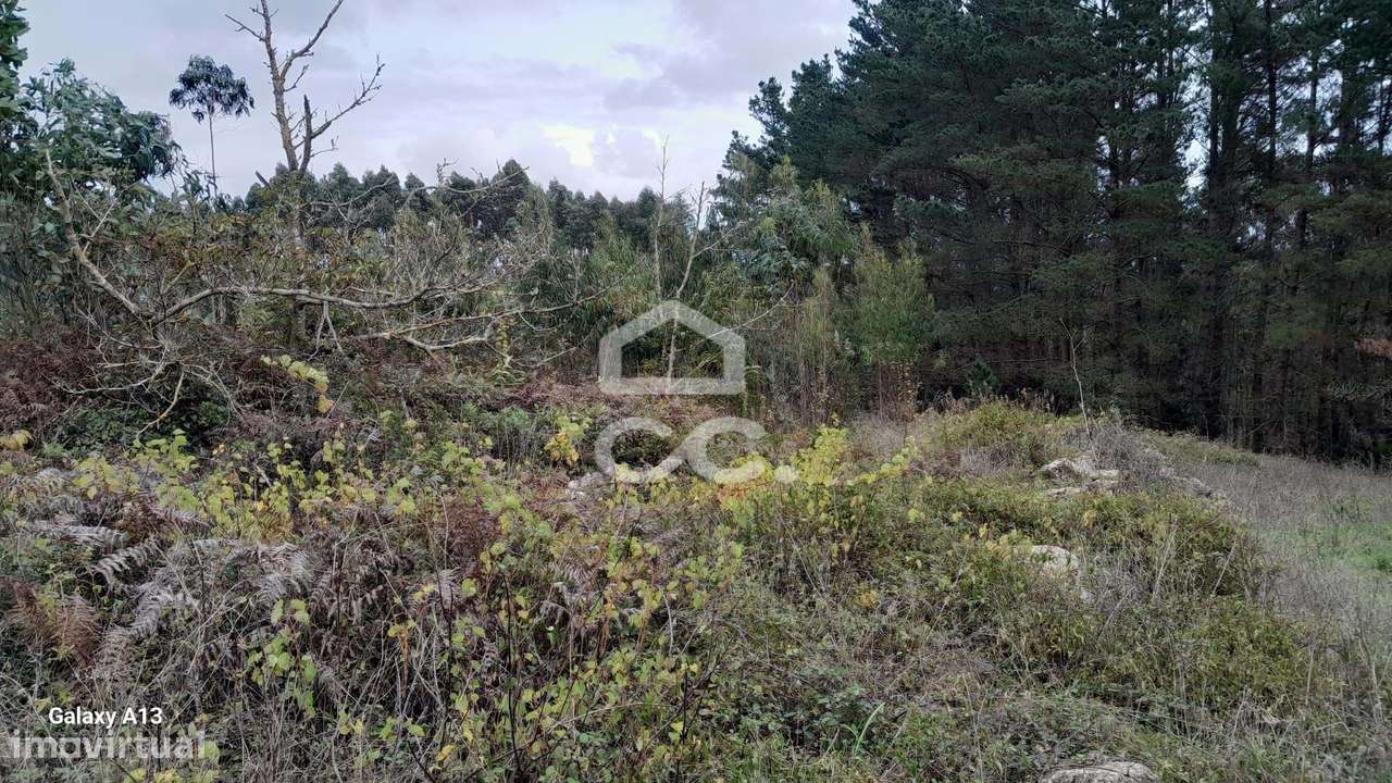 Oportunidade Imperdível: Terreno com Eucaliptos em Reguengo Grande! - Grande imagem: 4/9