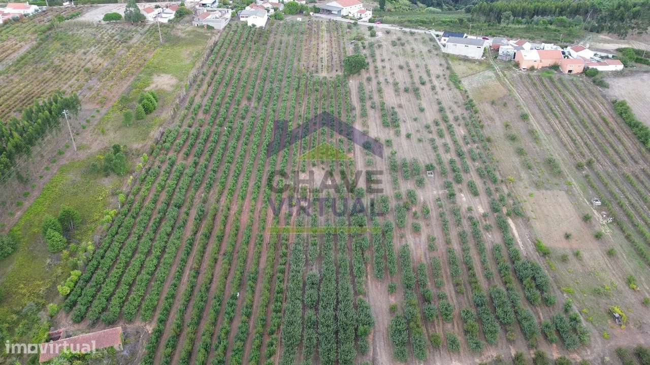 Terreno Rústico Construtível c/ 7.859 m2 Carvalhal - Bombarral-6