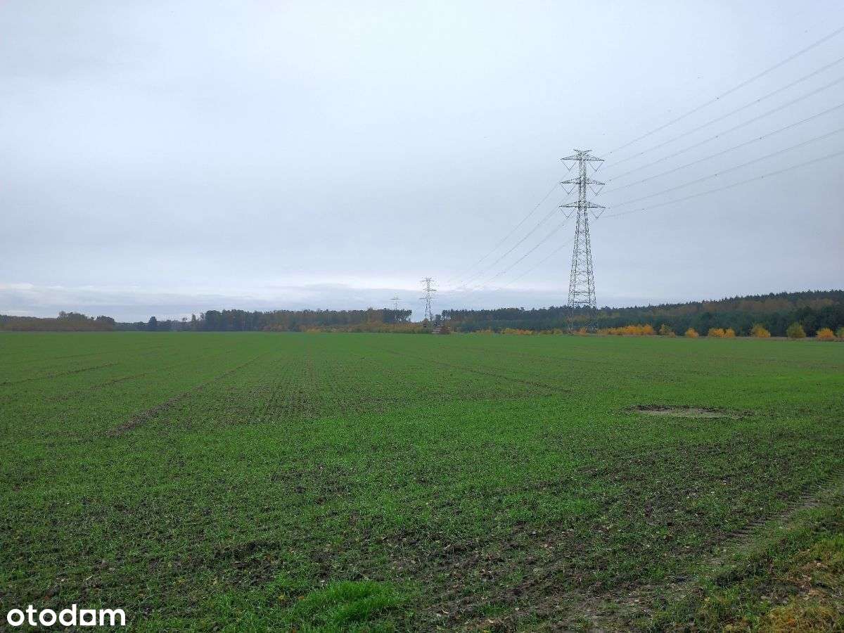 Podlesie, działka rolna - Pełny obrazek: 4/4