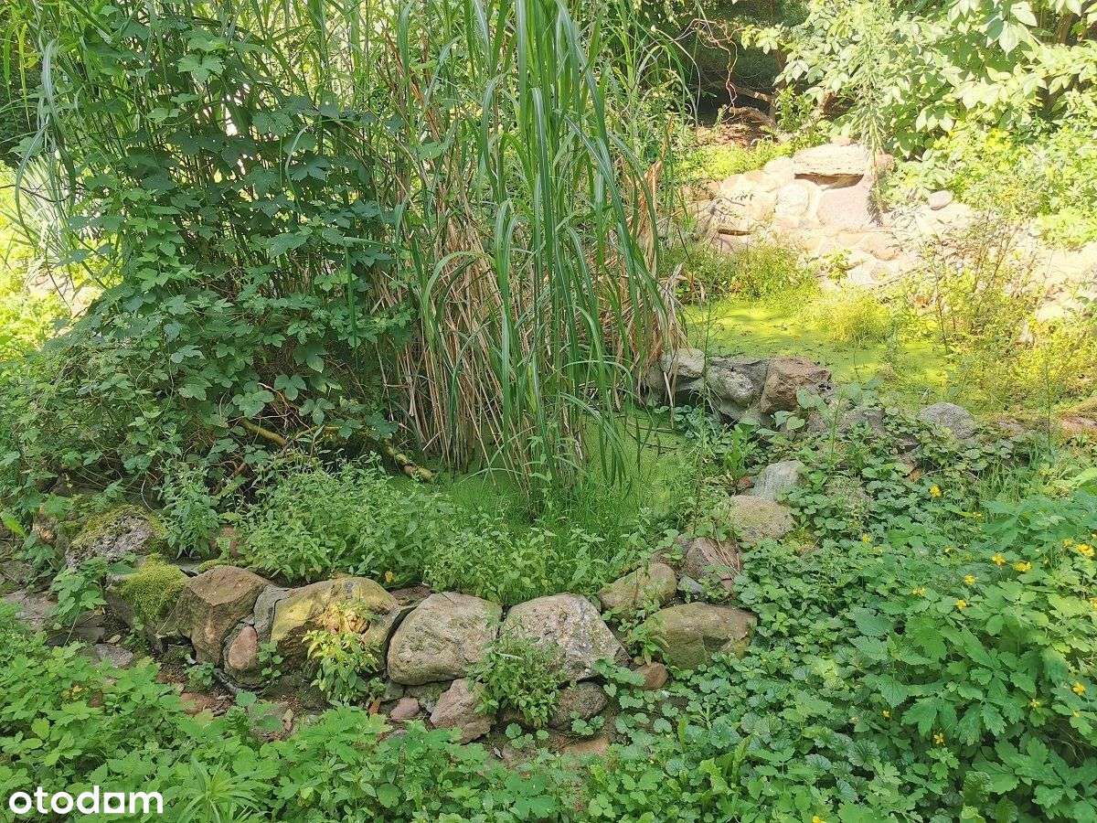 magiczne siedlisko w Foluszu koło Pleszewa-18