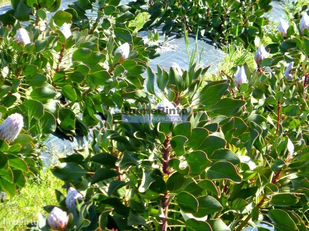 10 Ha terra plantações verduras e casa. Portugal, Algarve, Lagos - Grande imagem: 2/9
