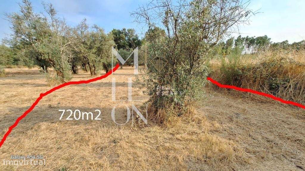 Terreno com Oliveiras- 793 - Grande imagem: 5/8