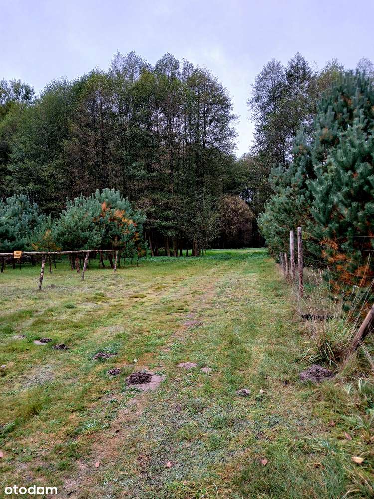 Dziaka rekreacyjna w otulinie lasu - Pełny obrazek: 2/10