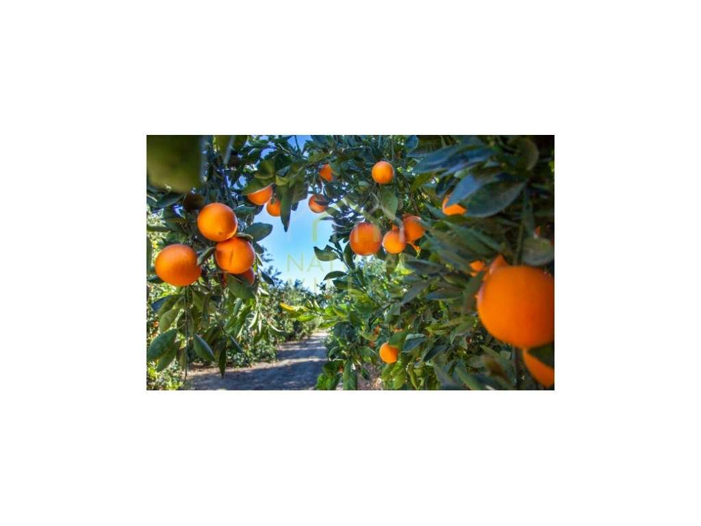 Terreno com Pomar de Laranjeiras em Conceição de Faro - Grande imagem: 3/4