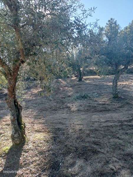 Terreno agrícola - Grande imagem: 4/12