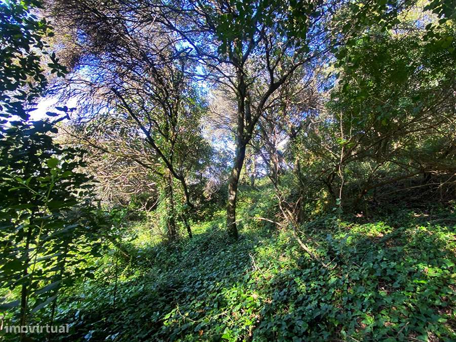 Pequena moradia T2, encantadora, autêntica, entre Óbidos e Bombarral-35