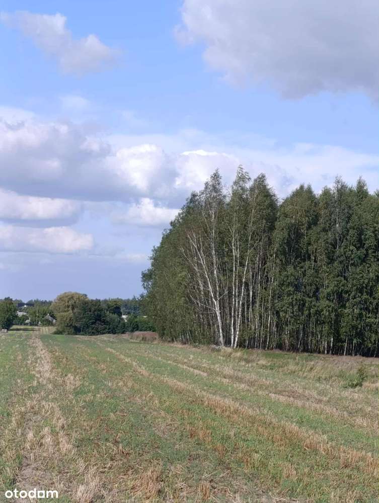 1,74 ha w Żerdzi – miejsce do życia i uprawy | Prywatny Las | Cisza - Pełny obrazek: 4/5