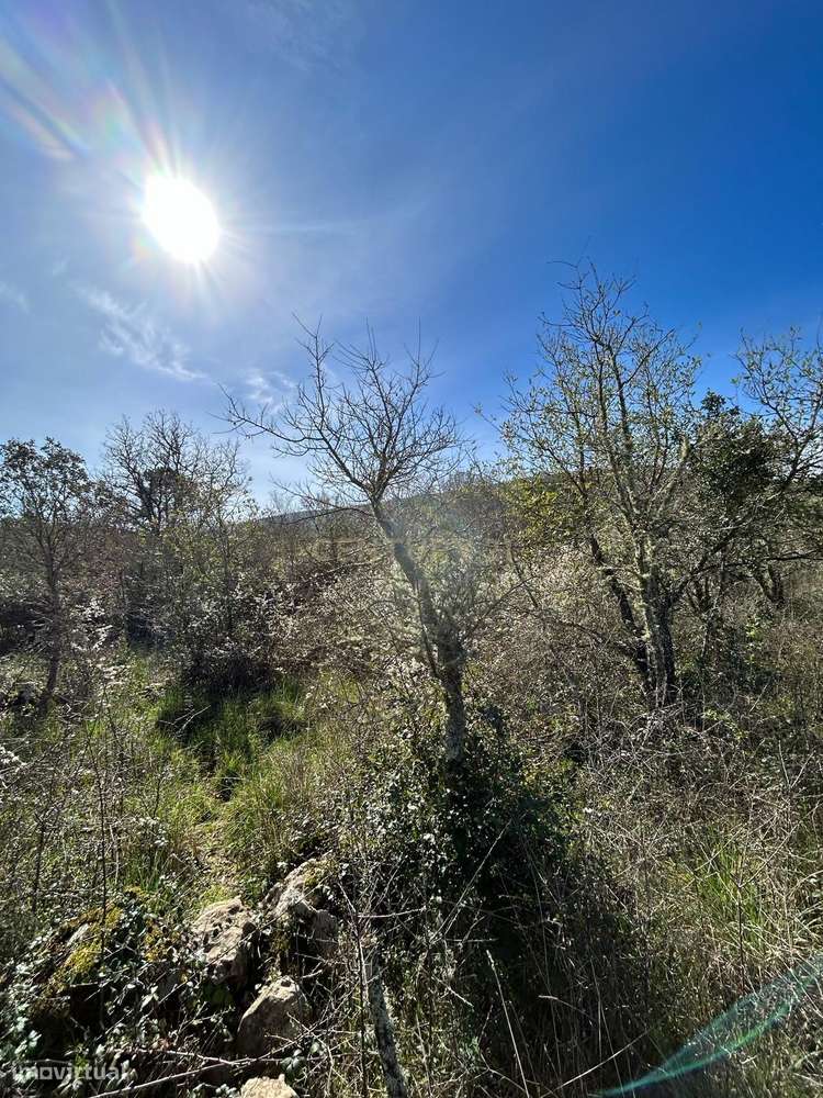 Terreno Rústico Alcaria - Grande imagem: 4/7