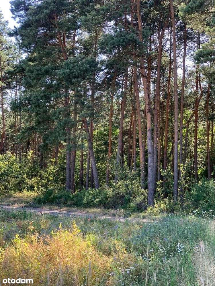 Działka budowlana 3300 m² w spokojnej okolicy - Pełny obrazek: 5/8