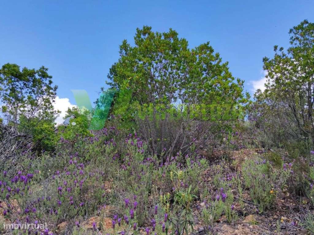 Lote de Terreno Rústico em Nave Redonda, Saboia - Grande imagem: 5/10