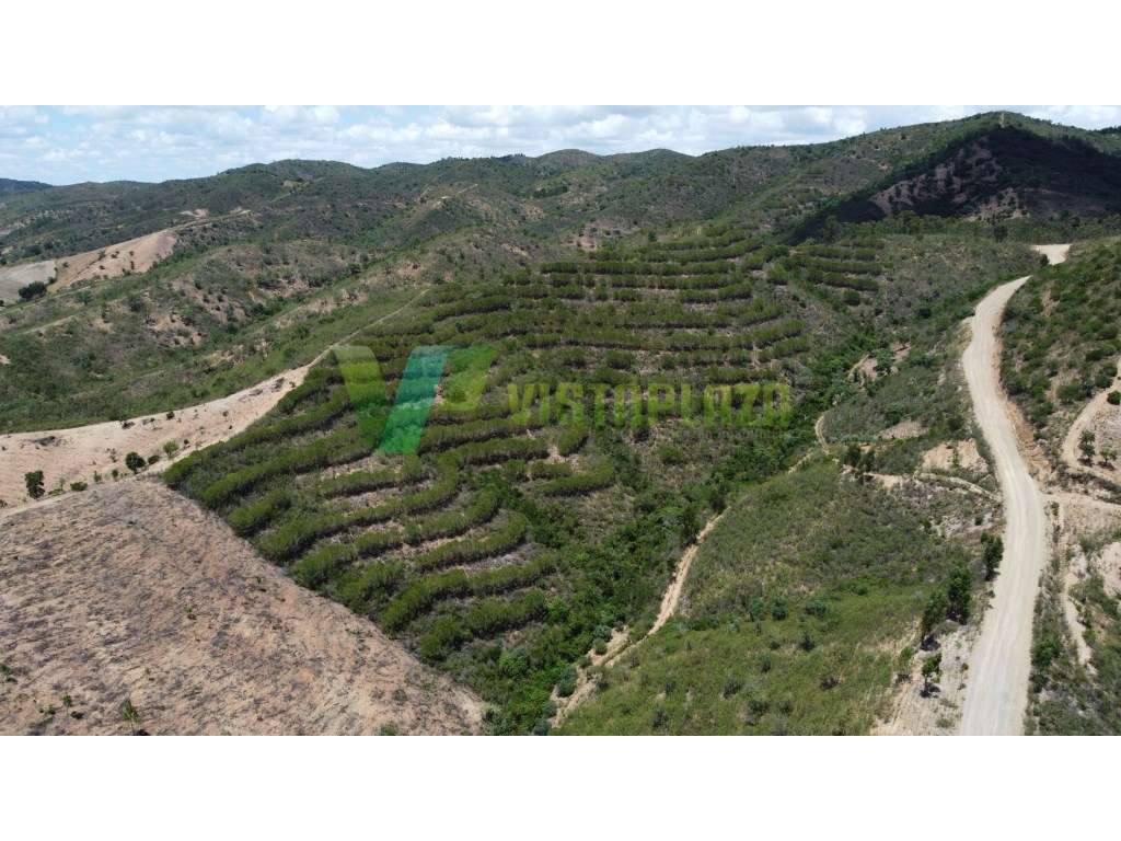 Terreno Rustico, Com Pinheiros, São Bartolomeu de Messines - Grande imagem: 3/16