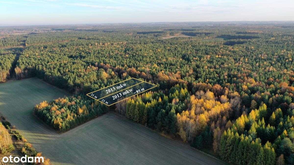 Działka budowlana w lesie - Pełny obrazek: 4/9